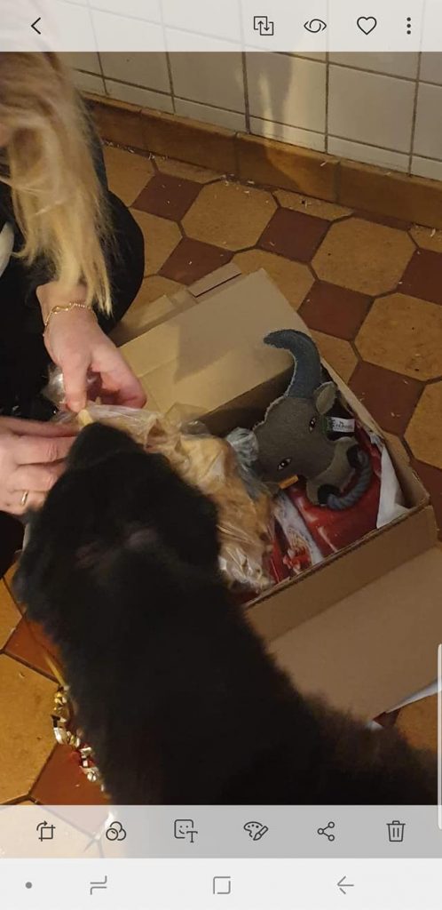 Qu – ein langer Weg ins Leben – Shar Pei – Nothilfe e.V.